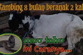 Togel Kambing Beranak